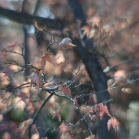 20140104 1152 Fort Worth Botanic Gardens D700 42 ©JamesECockroft 20140104