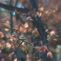 20140104 1152 Fort Worth Botanic Gardens D700 42 ©JamesECockroft 20140104 Capture One 1