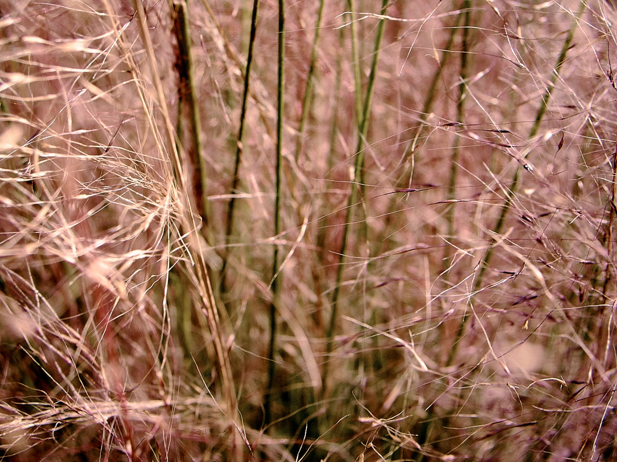 20150118 1602 At the Nursery Before Work 26 ©JamesECockroft 20150118 Capture One 1