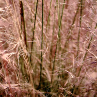 20150118 1602 At the Nursery Before Work 26 ©JamesECockroft 20150118 Capture One 1