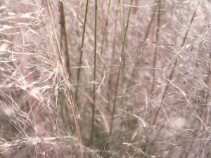 20150118 1602 At the Nursery Before Work 26 ©JamesECockroft 20150118 Capture One