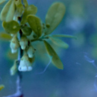 20150426 170750 Lens Tests 19 ©JamesECockroft