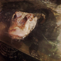 20150524 1624 Dallas World Aquarium ©JamesECockroft 9358