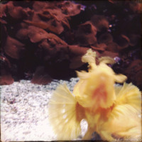 20150524 1642 Dallas World Aquarium ©JamesECockroft 9398