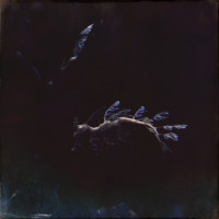 20150524 1644 Dallas World Aquarium ©JamesECockroft 9411