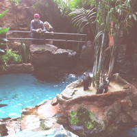 20150524 1649 Dallas World Aquarium ©JamesECockroft 9421