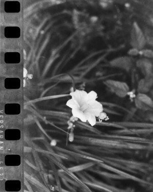 20150612 0857 Expired Ansco meet R3 Monobath ©JamesECockroft 0166
