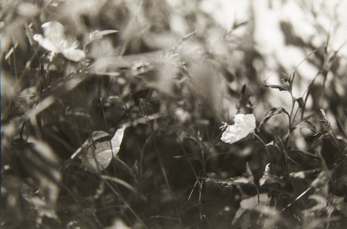 20150612 0906 Expired Ansco meet R3 Monobath ©JamesECockroft 0173