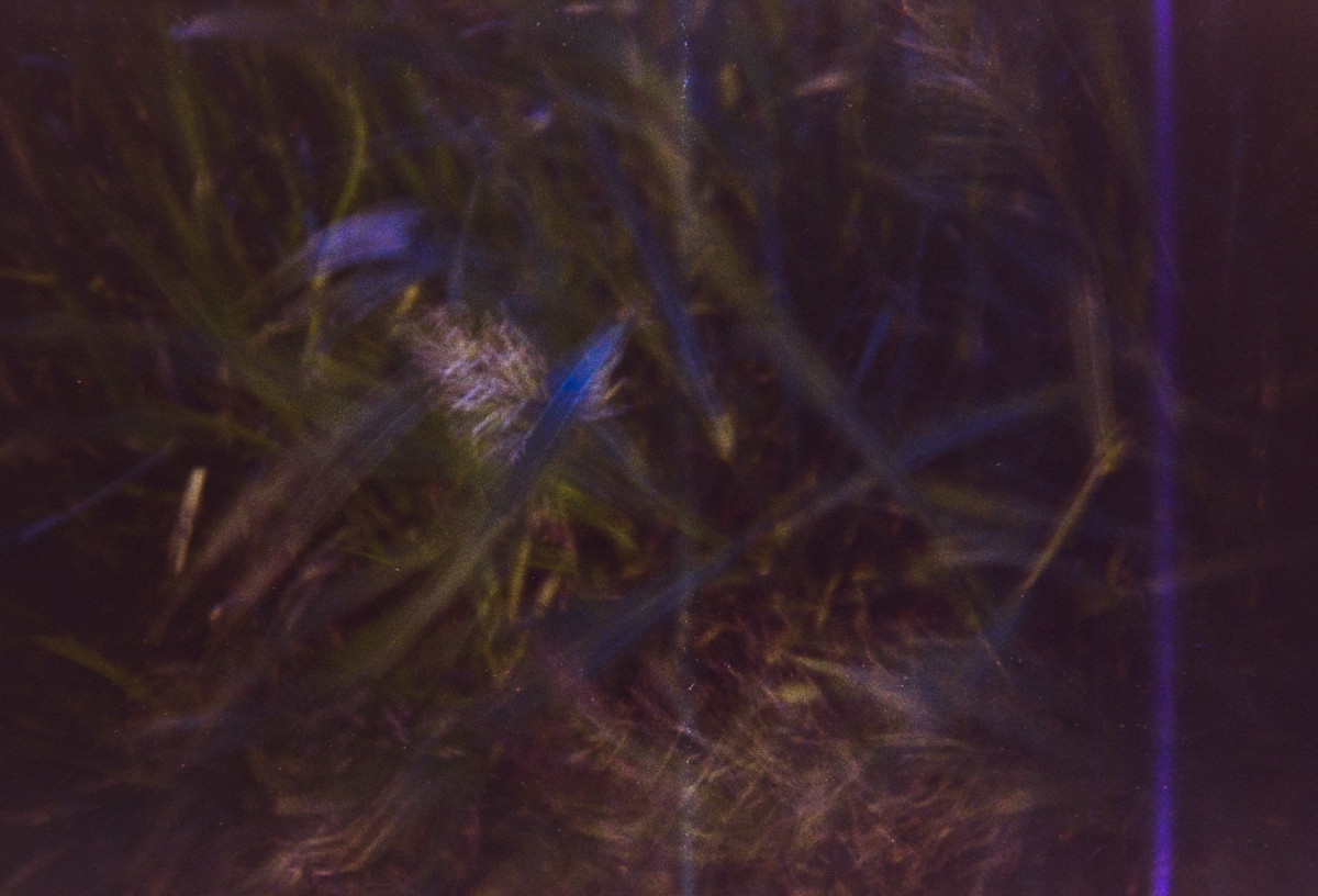 20150619 0848 May June LC A ©JamesECockroft 0249