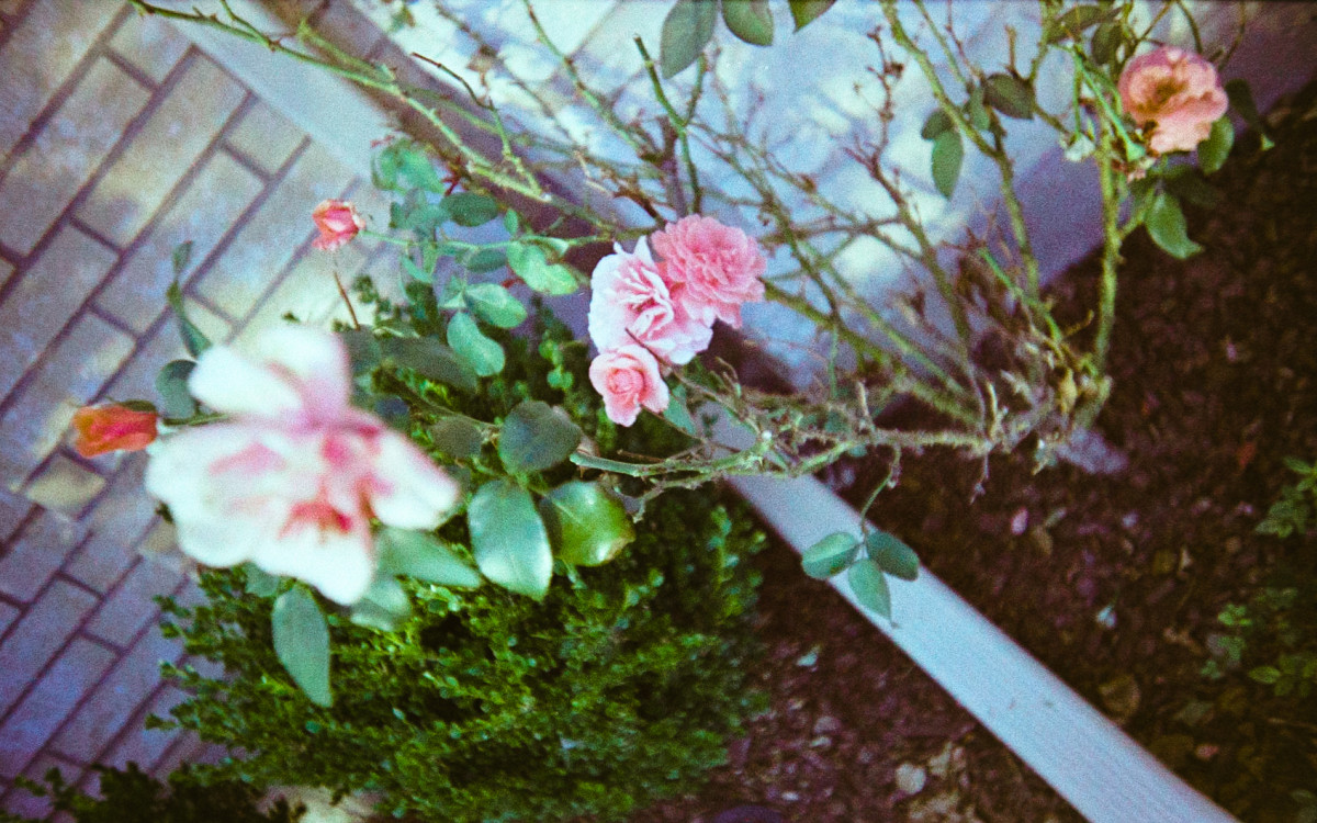 20150619 0858 May June LC A ©JamesECockroft 0278