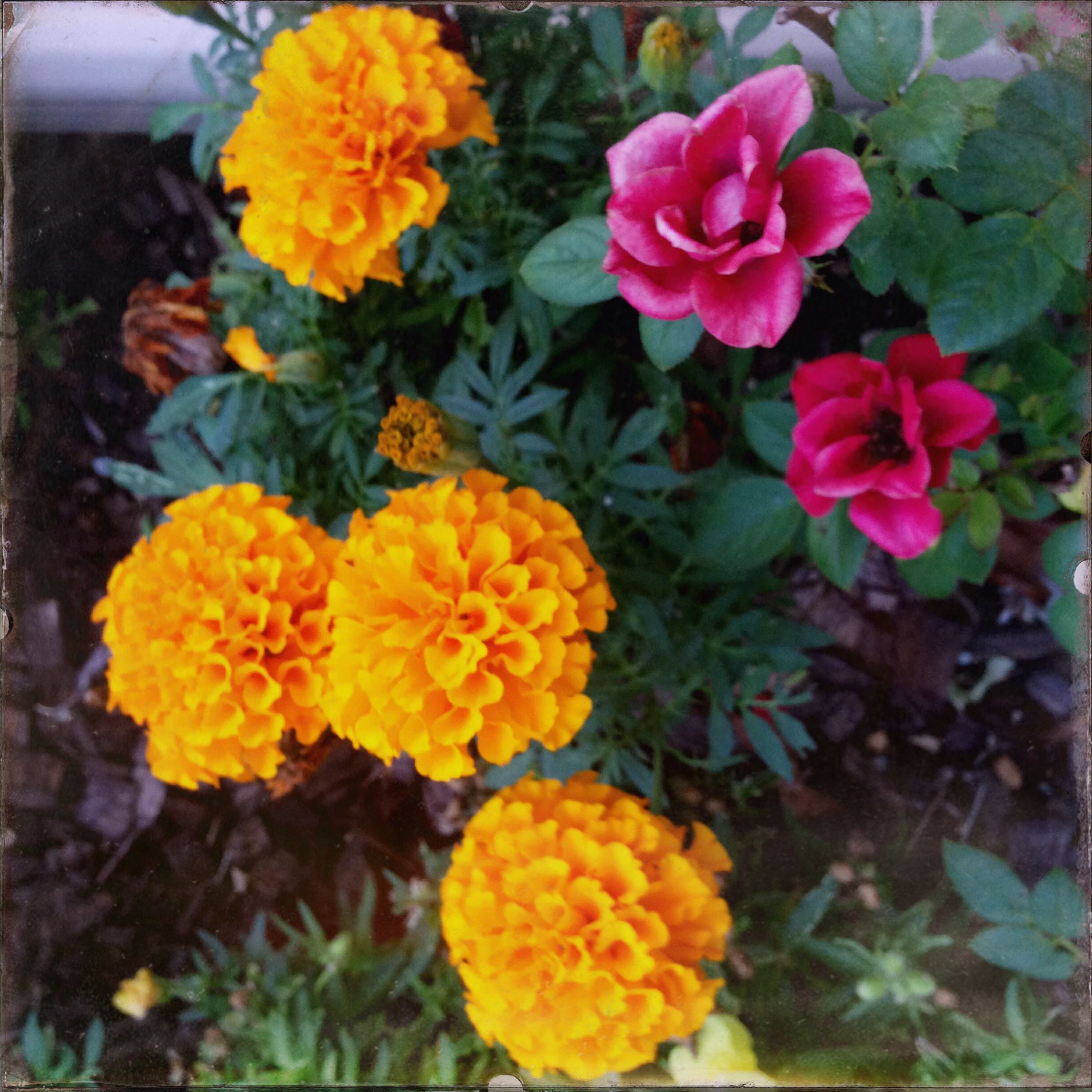 20150707 2026 Hipstamatic Catch Up ©JamesECockroft 0156