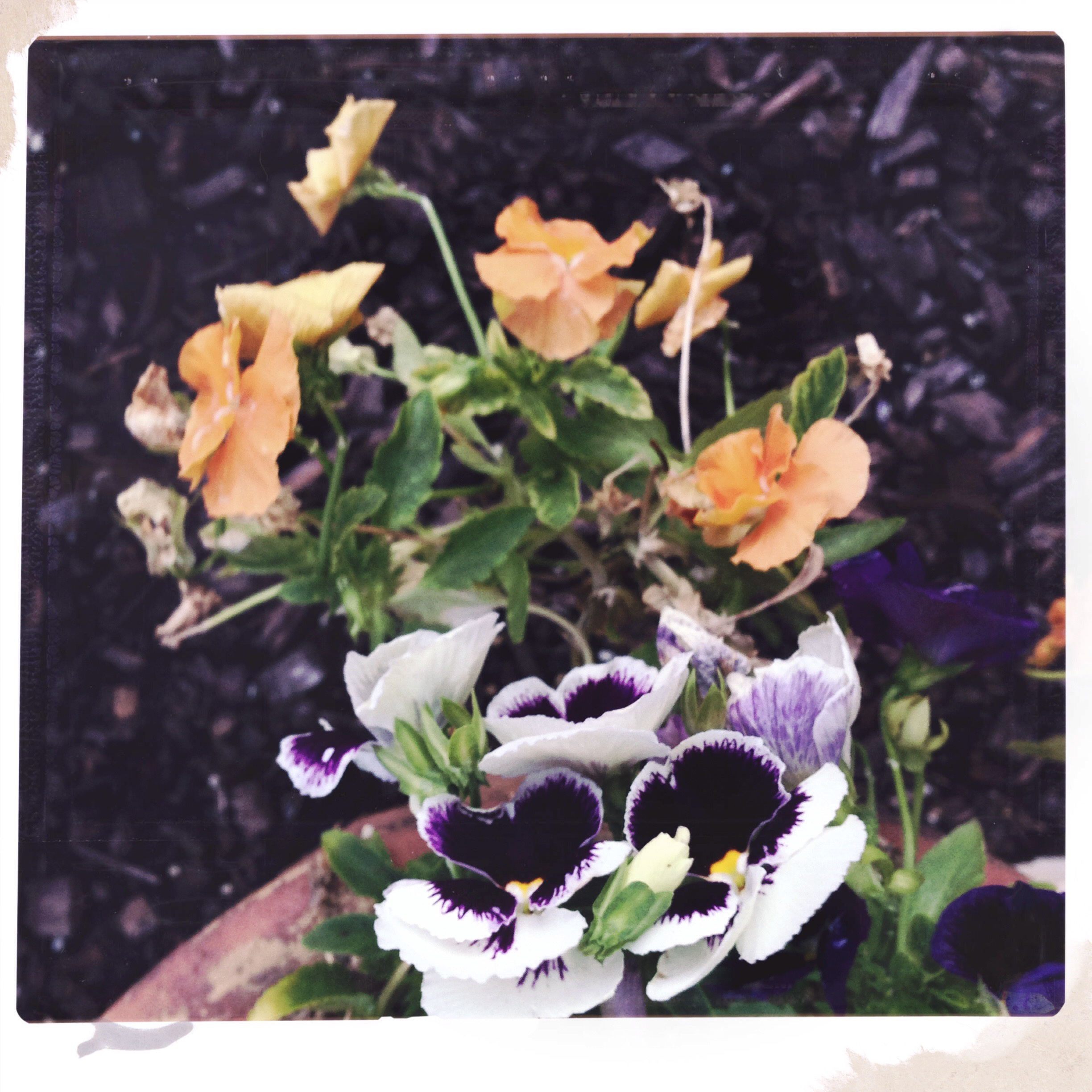 20150707 2026 Hipstamatic Catch Up ©JamesECockroft 0157