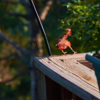 20150822 165359 Eureka Springfield Chicago Memphis 170 ©2015 JamesECockroft