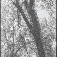 20150908 154934 BlackWhite tests Eureka Springfield Chicago Memphis 1468 ©2015 JamesECockroft