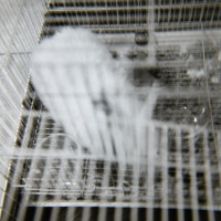 20150908 161941 BlackWhite tests Eureka Springfield Chicago Memphis 1518 ©2015 JamesECockroft