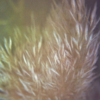 20150912 064855 FG Kono neighborhood walks 1660 ©2015 JamesECockroft 2