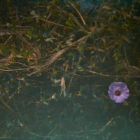 20150912 065104 FG Kono neighborhood walks 1667 ©2015 JamesECockroft 1