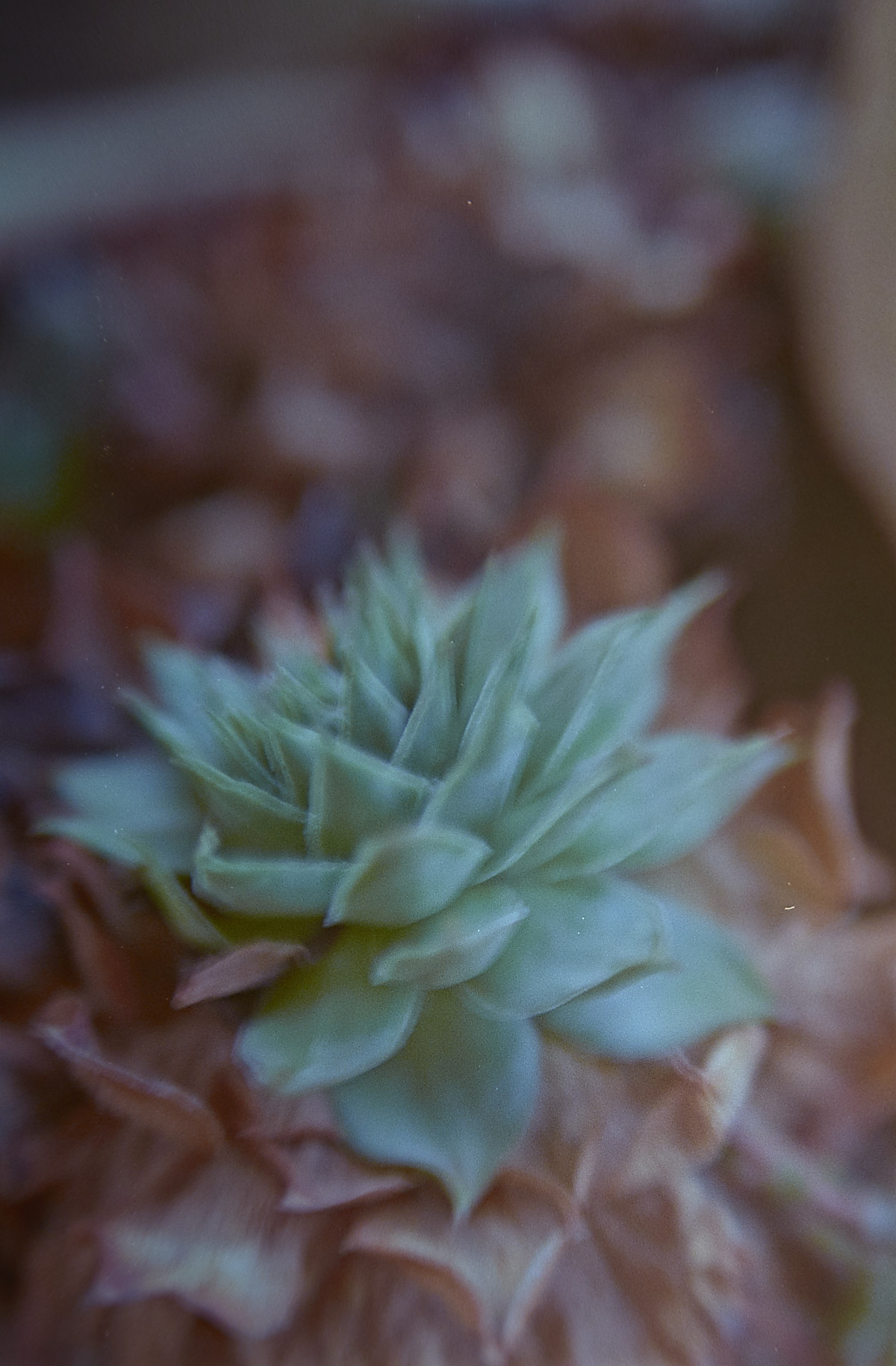 20151113 165123 Random Film Sept Nov 2015 2741 ©2015 JamesECockroft