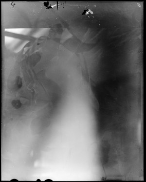 20151129 0730 DIY LightTable 4x5 snapshots ©JamesECockroft 22061