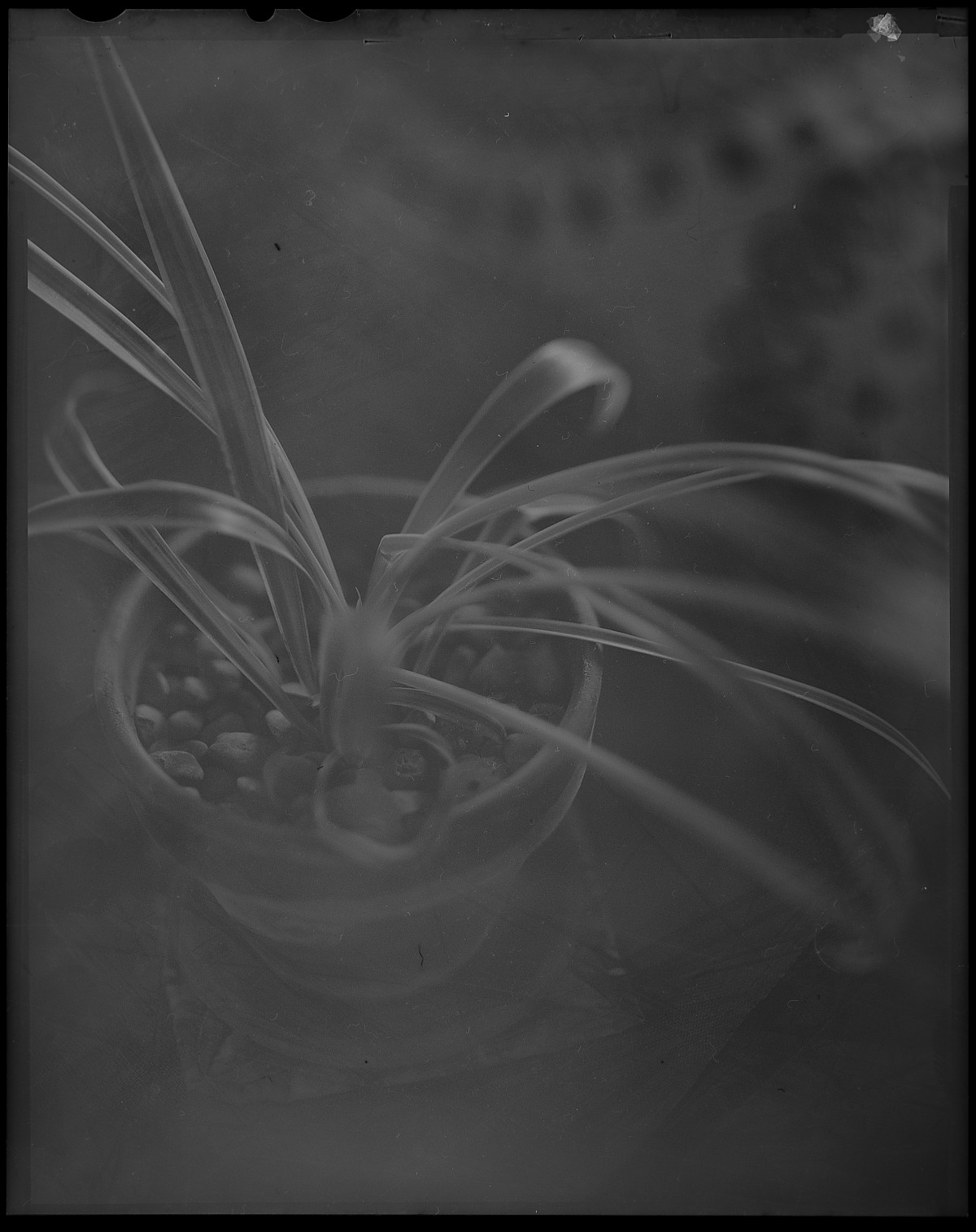 20151129 0732 DIY LightTable 4x5 snapshots ©JamesECockroft 2208 1