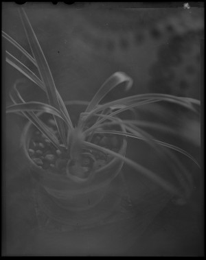 20151129 0732 DIY LightTable 4x5 snapshots ©JamesECockroft 2208 1