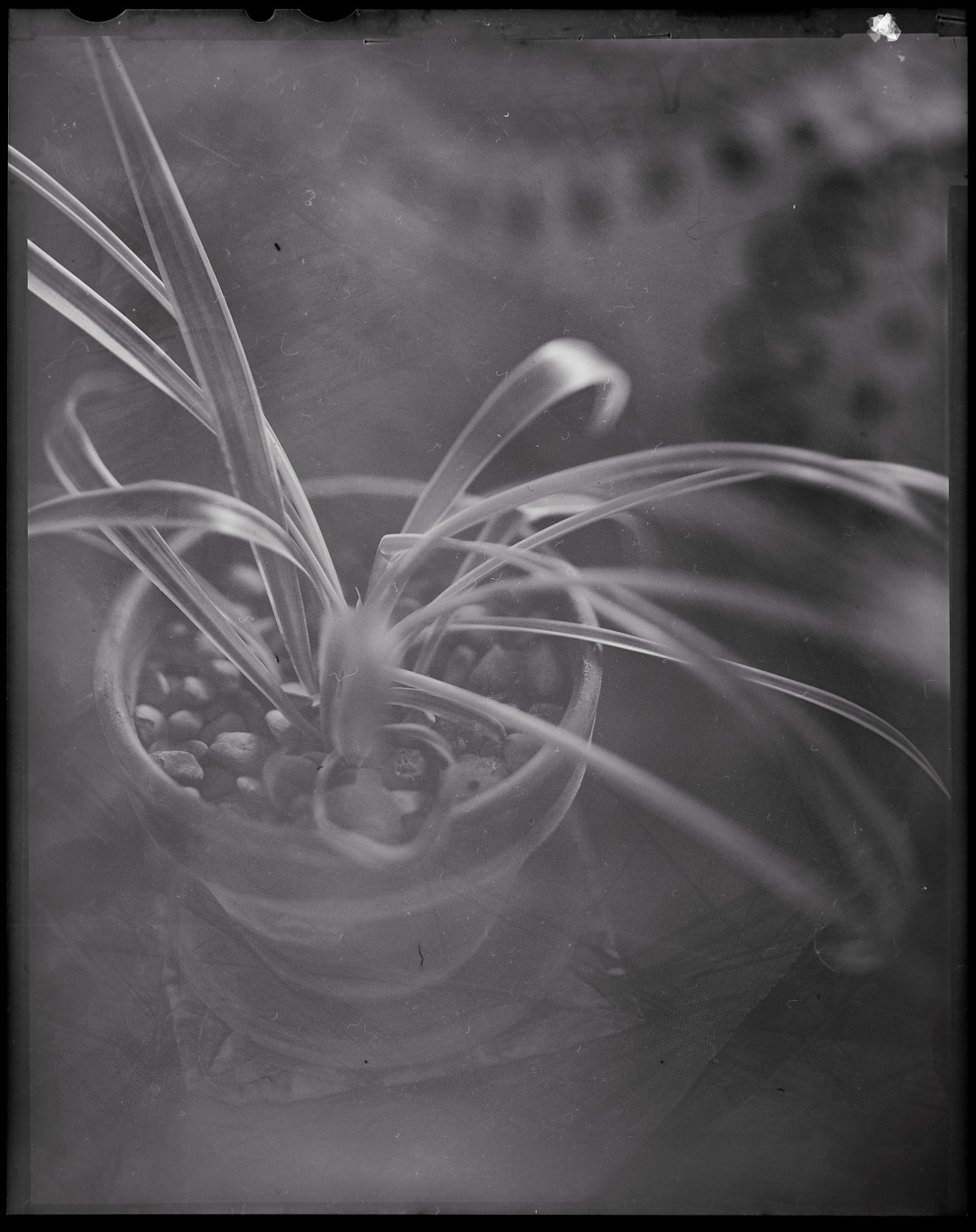 20151129 0732 DIY LightTable 4x5 snapshots ©JamesECockroft 22081