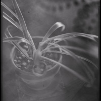 20151129 0732 DIY LightTable 4x5 snapshots ©JamesECockroft 22081