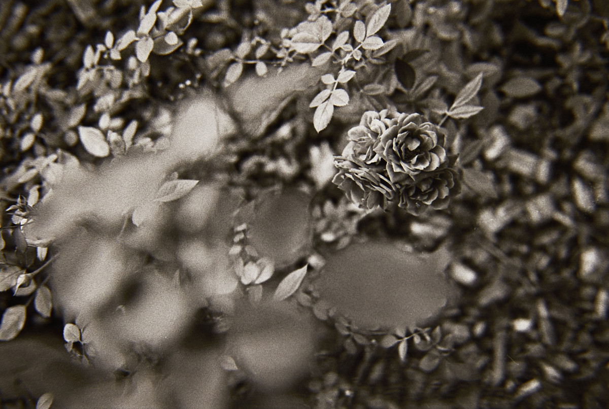 20151205 1239 Kentmere 400@1600 ©JamesECockroft 2296