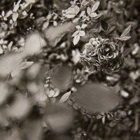 20151205 1239 Kentmere 400@1600 ©JamesECockroft 2296