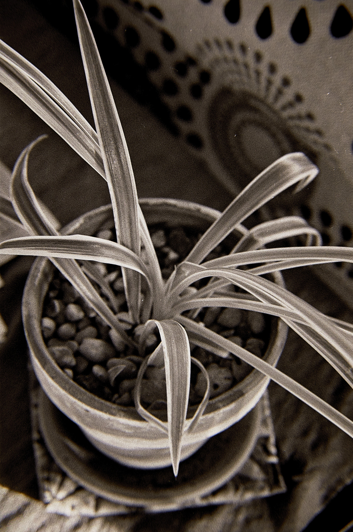 20151205 1247 Kentmere 400@1600 ©JamesECockroft 2319