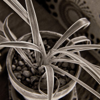 20151205 1247 Kentmere 400@1600 ©JamesECockroft 2319