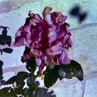 20151220 1227 Lunchbreak Random ©JamesECockroft 2372