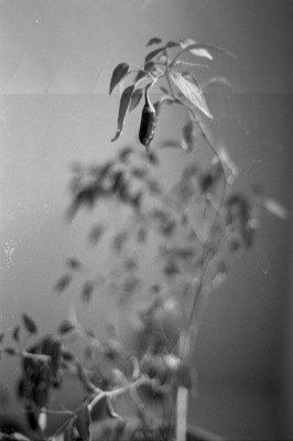 20160108 1204 Fire Walk Indoor ©JamesECockroft 2947