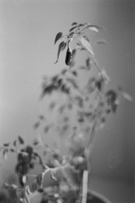 20160108 1205 Fire Walk Indoor ©JamesECockroft 2948