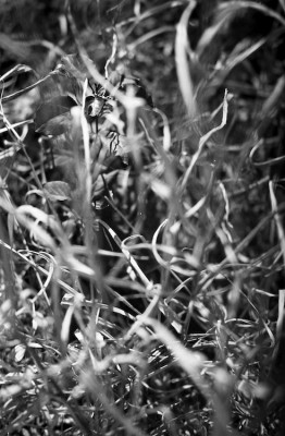 20160108 1211 Fire Walk Indoor ©JamesECockroft 2967