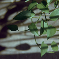 20160122 1606 Random ©JamesECockroft 3016