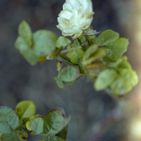 20160122 1619 Random ©JamesECockroft 3043