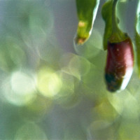 20160122 1622 Random ©JamesECockroft 3049