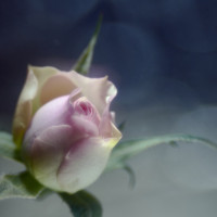 20160214 1026 mini rose ©JamesECockroft 3258