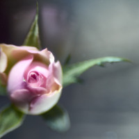 20160214 1026 mini rose ©JamesECockroft 3259