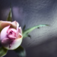 20160214 1027 mini rose ©JamesECockroft 3260