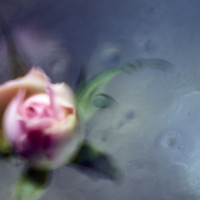 20160214 1028 mini rose ©JamesECockroft 3262