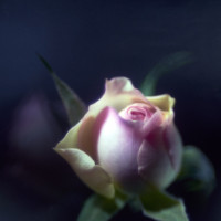 20160214 1028 mini rose ©JamesECockroft 3263