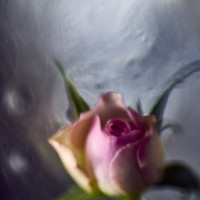 20160214 1029 mini rose ©JamesECockroft 3266