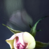 20160214 1033 mini rose ©JamesECockroft 3274