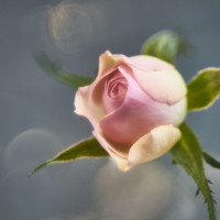 20160214 1057 mini rose ©JamesECockroft 3278