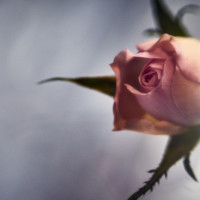 20160214 1059 mini rose ©JamesECockroft 3282