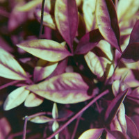 20160216 1700 Random ©JamesECockroft 3338