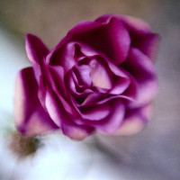 20160216 1700 Random ©JamesECockroft 3340