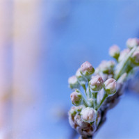 20160312 1620 Random ©JamesECockroft 3602